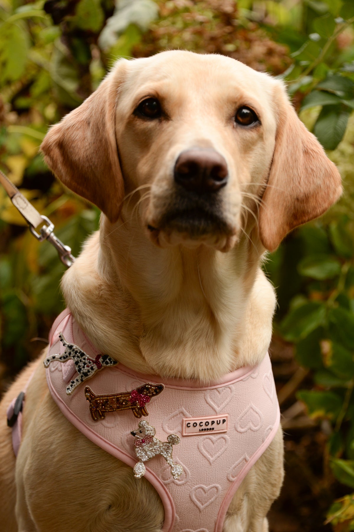 SAUSAGE DOG WITH BOW BROOCH